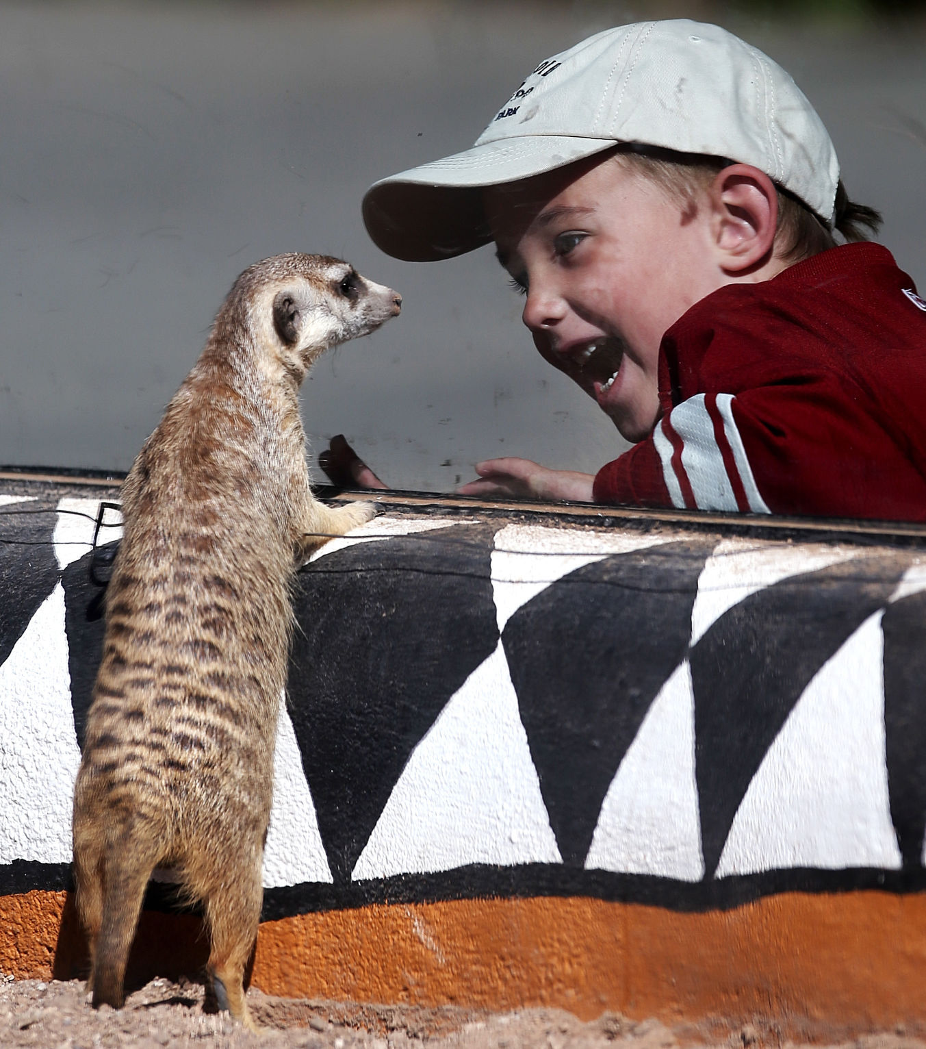 Meerkats at the Reid Park Zoo
